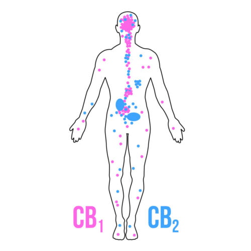 CBD y el Sistema Endocannabinoide CB1 CB2