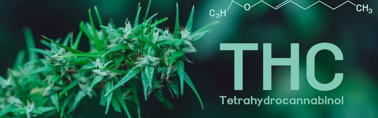 ¿Qué Es El THC? (Tetrahidrocannabinol) | CBD Mexico